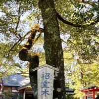 オガタマノキ,オガタマノキ,霧島神宮,木曜日は木の画像