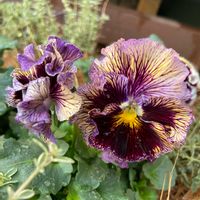 タイム,パンジー,シルバータイム,パンジー　ドラキュラ,富山支部の画像