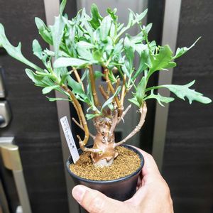 オトンナ,オトンナ・レトロフラクタ,冬型コーデックス,多肉植物,観葉植物の画像