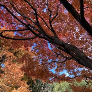 サトウカエデ,アオシダレ,紅葉 イロハモミジ,葉イロハモミジ,モミジ、イチョウの落葉の画像