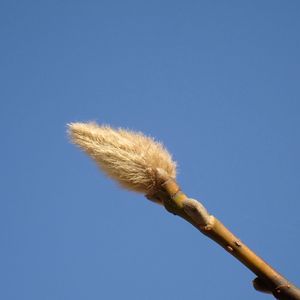 コブシ,紅葉,樹木,植物観察,皇居周辺の画像