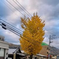 ガーデンシクラメン,イチョウ,サフィニア,ゴンフレナ・ラブラブラブ,花のある暮らしの画像