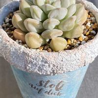 スーパーミルク,多肉植物,自作リメ鉢,埼玉タニラー,モフモフ大好きの画像