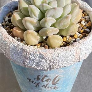 スーパーミルク,多肉植物,自作リメ鉢,埼玉タニラー,モフモフ大好きの画像