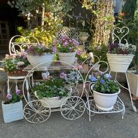 寄せ植え,寄せ鉢,パンビオ,12月の庭,パンビオ大好きの画像