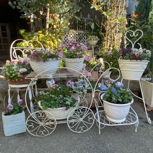 寄せ植え,寄せ鉢,パンビオ,12月の庭,パンビオ大好きの画像