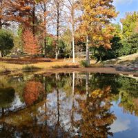 モミジ,ラクウショウ,水辺の風景,水鏡,服部緑地都市緑化植物園の画像