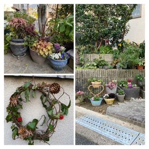 ツワブキ,葉牡丹,ビオラ,芝生,寄せ植えの画像