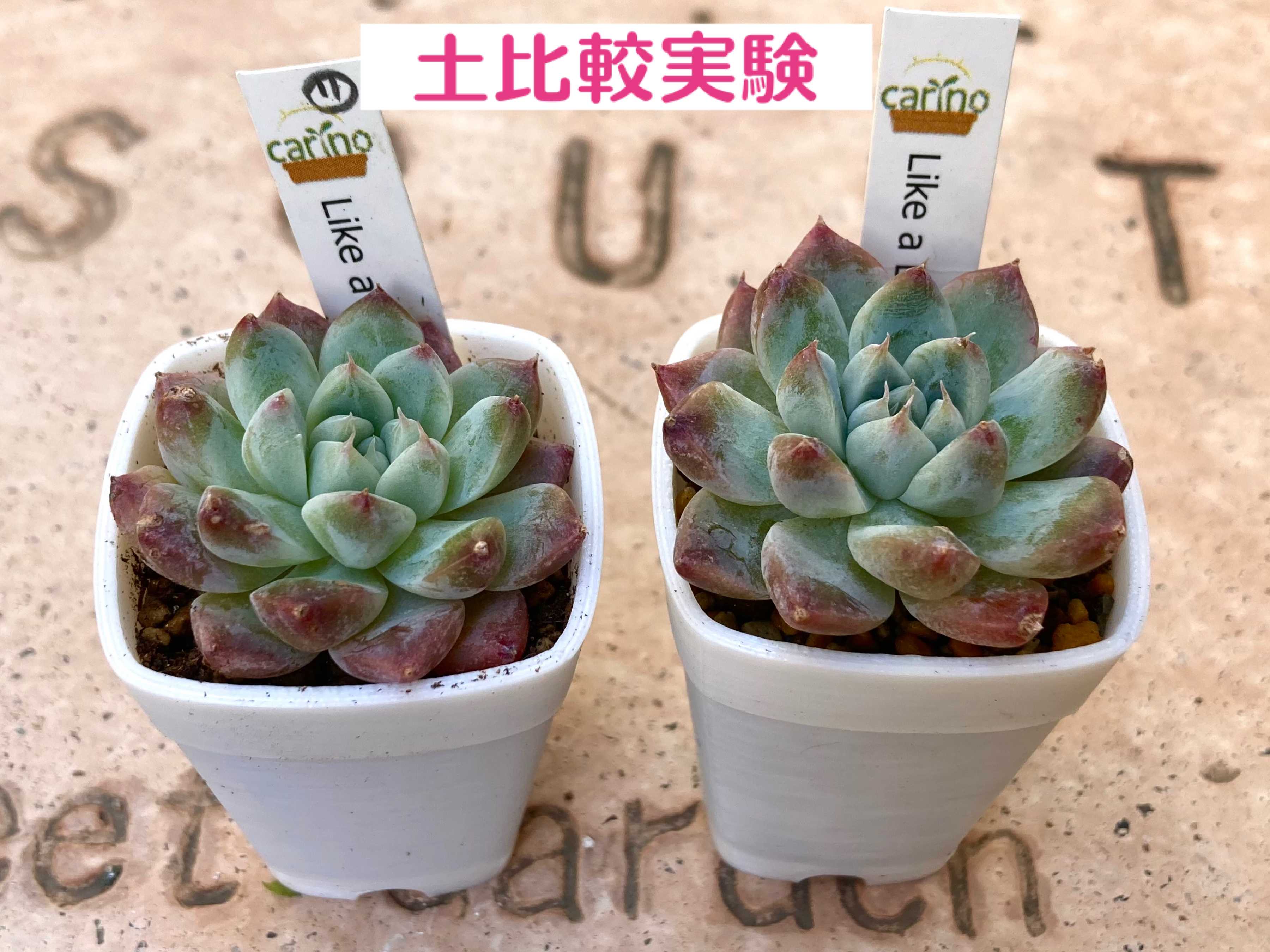 多肉植物の投稿画像 by はなずきんさん｜刀川平和農園の多肉植物用培養