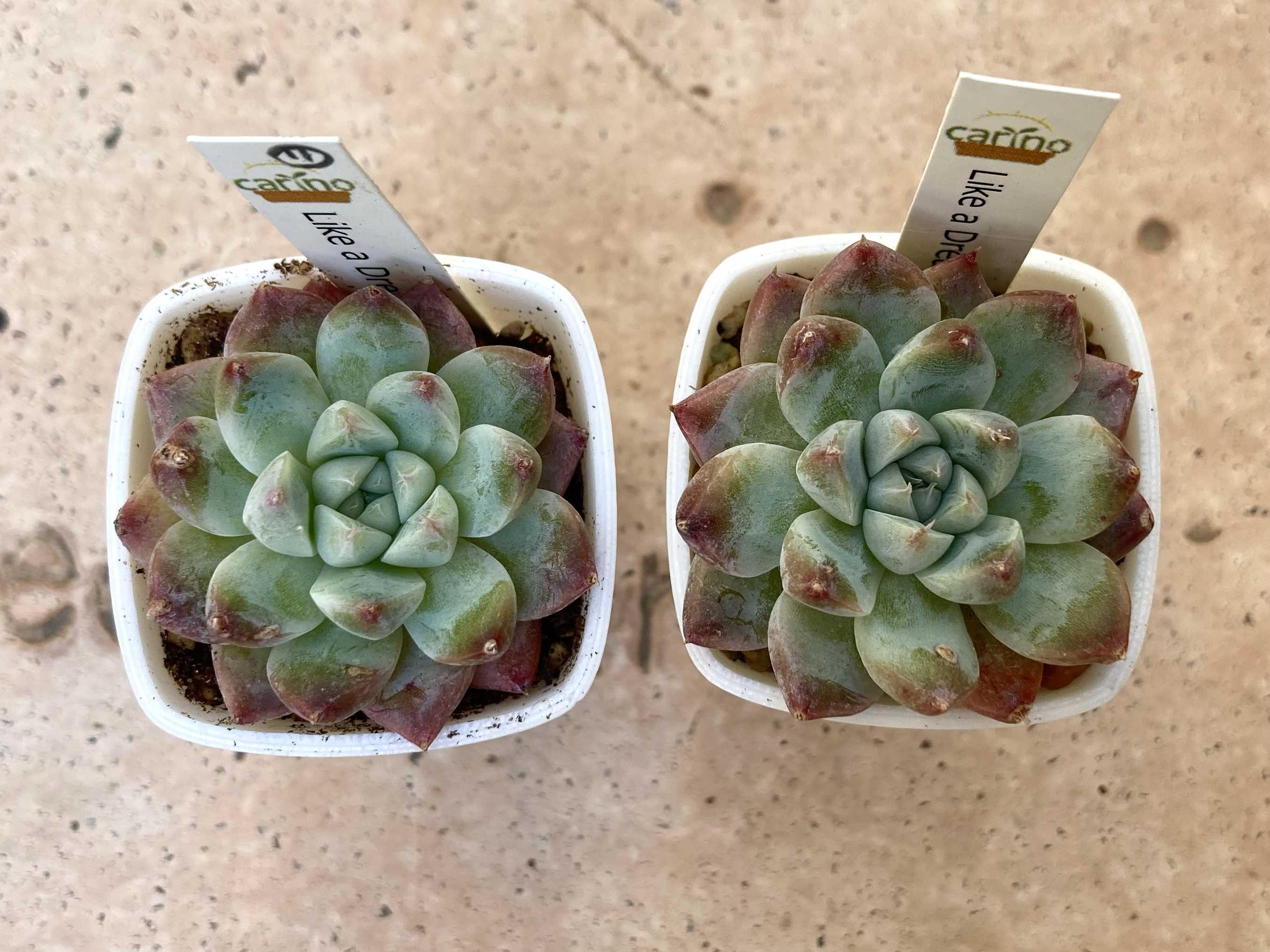 多肉植物の投稿画像 by はなずきんさん｜刀川平和農園の多肉植物用培養