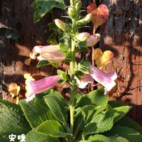 ジギタリス,種まき,花のある暮らし,お花を楽しむ,おうち園芸の画像