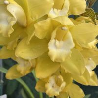 シンビジウム,シンビジウム,温室,ラン科,新宿御苑の画像