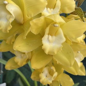 シンビジウム,シンビジウム,温室,ラン科,新宿御苑の画像