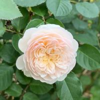 ER エミリーブロンテ,ER エミリーブロンテ,ER エミリーブロンテ,ER エミリーブロンテ,四季咲きの画像