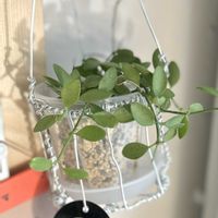 ディスキディア,観葉植物,初心者の画像