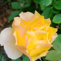 ミニバラ,ミニバラ コルダーナ,植物のある暮らし,botanical life,バラ・ミニバラの画像