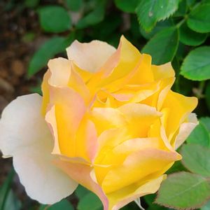 ミニバラ,ミニバラ コルダーナ,植物のある暮らし,botanical life,バラ・ミニバラの画像