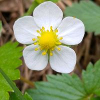 ワイルドストロベリーの画像