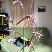 シンビジウム,寒蘭,寒蘭, 山野草,カンランの画像