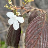 ヤブデマリ,あやめ,さかき,しろやまぶき(白山吹),庭の画像