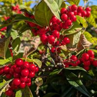 ウメモドキ,ウメモドキ(実),紅い実,白い花,今日の花の画像