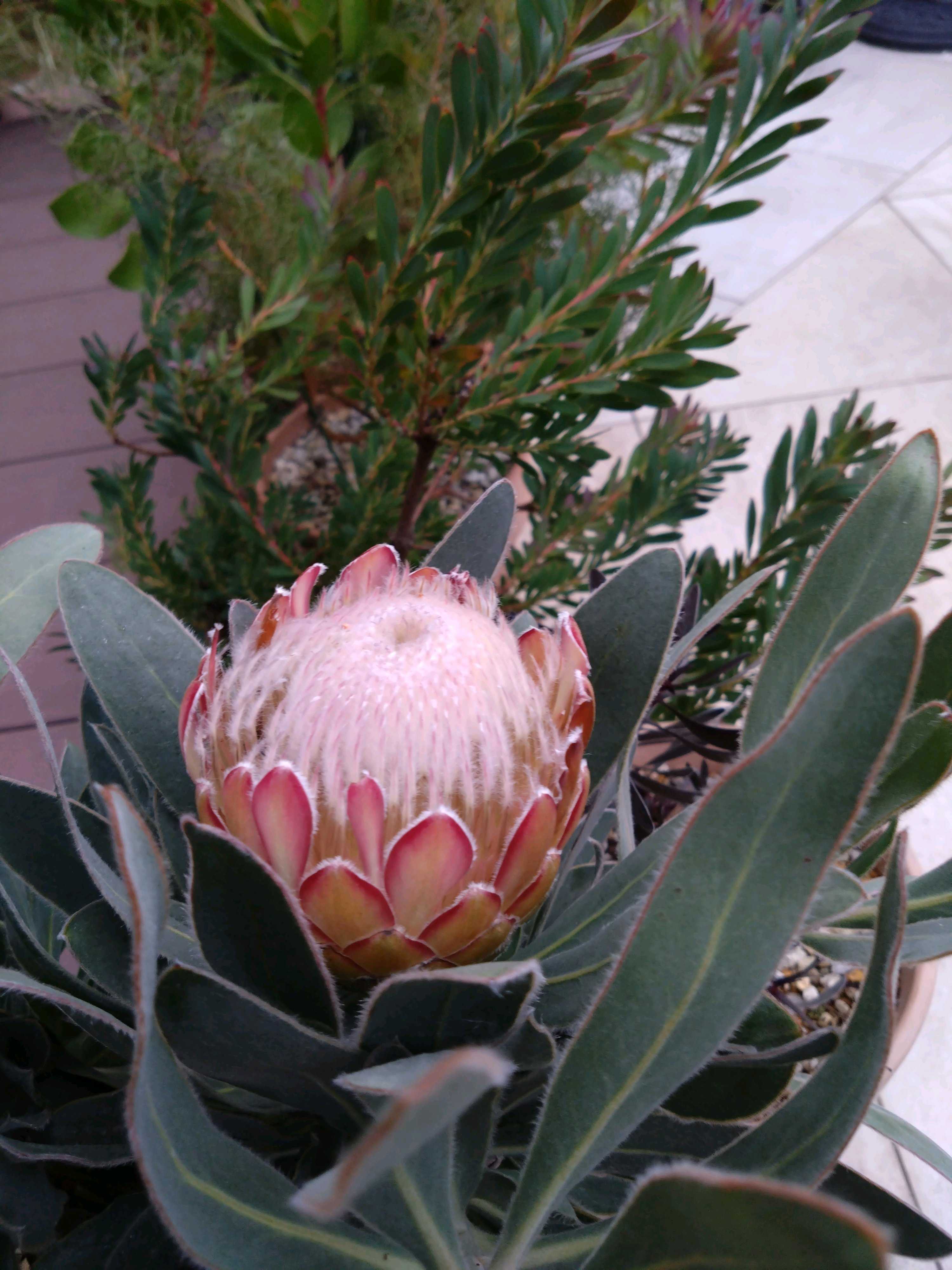 プロテア スサラの一覧｜🍀GreenSnap（グリーンスナップ）