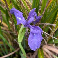 カキツバタ,ムキタケ,山野草,平和を願う☆,山野草大好きの画像