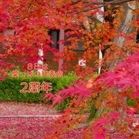 モミジ,モミジ,イロハモミジ,朴葉,紅葉（こうよう）の画像