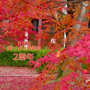 モミジ,モミジ,イロハモミジ,朴葉,紅葉（こうよう）の画像