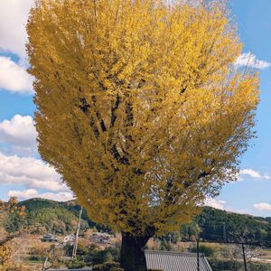 シンボルツリー, イチョウの木,雲仲間,２０２０年５月同期の画像