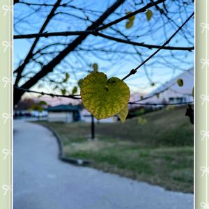 カツラ,いい香り,癒し,ハート型,落葉高木の画像