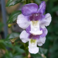 アンゲロニア,花のある暮らし,GSに感謝。,花は癒やし♡,アンゲロニア エンジェルフェイス♡の画像