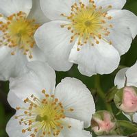 ノイバラ,山野草,花木,樹木,バラ科の画像