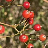 ノイバラ,山野草,花木,樹木,バラ科の画像