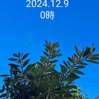 エリシマム,ゼラニウム,ゼラニウム,パンジービオラ,エリシマム スプリングパーティーの画像