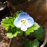 オオイヌノフグリの画像