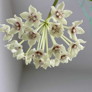 ホヤ　オーストラリス,ホヤ､サクララン,鉢植え,ホヤ,玄関前の画像