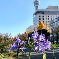 アガパンサス,iPhone撮影,山下公園,恋の訪れ,チーム花が好き♡の画像