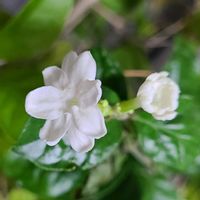 茉莉花,茉莉花,アラビアジャスミン 茉莉花,鉢植え,アラビアジャスミンの画像