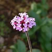 ヤナギハナガサ,三尺 バーベナ,花のある暮らし,植中毒,花自慢の画像