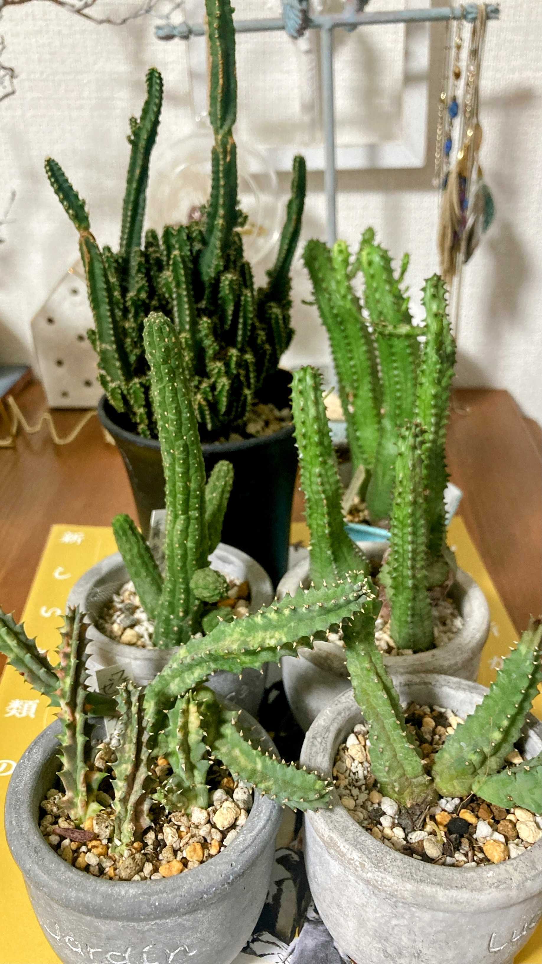 銀ちゃん多肉時々モンキー♡様 銀ちゃん 多肉時々モンキー♡様 リクエスト 4点 まとめ商品