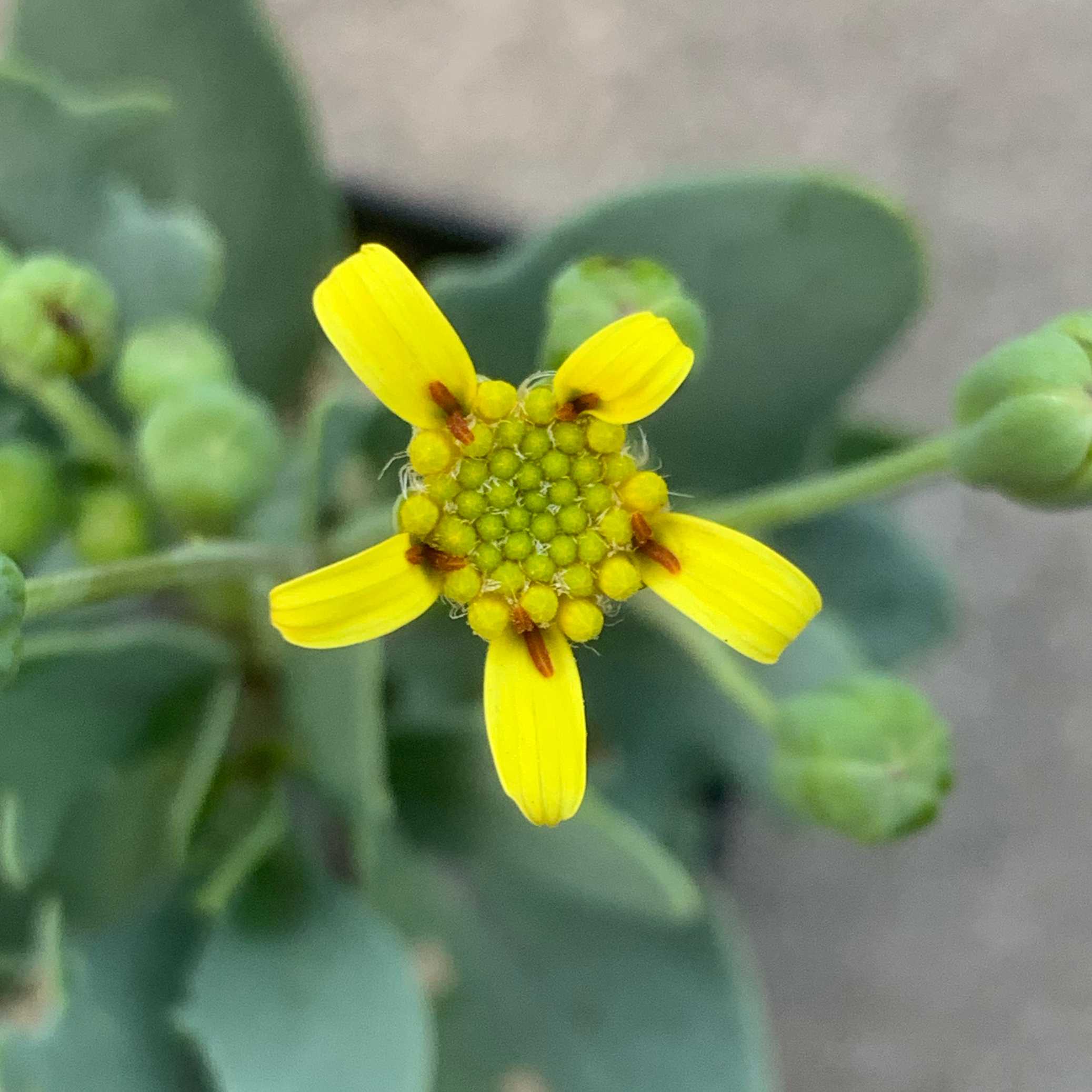 オトンナ マクロスペルマの一覧｜🍀GreenSnap（グリーンスナップ）