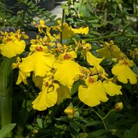 オンシジウム,サガリバナ,サガリバナ,美しい,今日のお花の画像