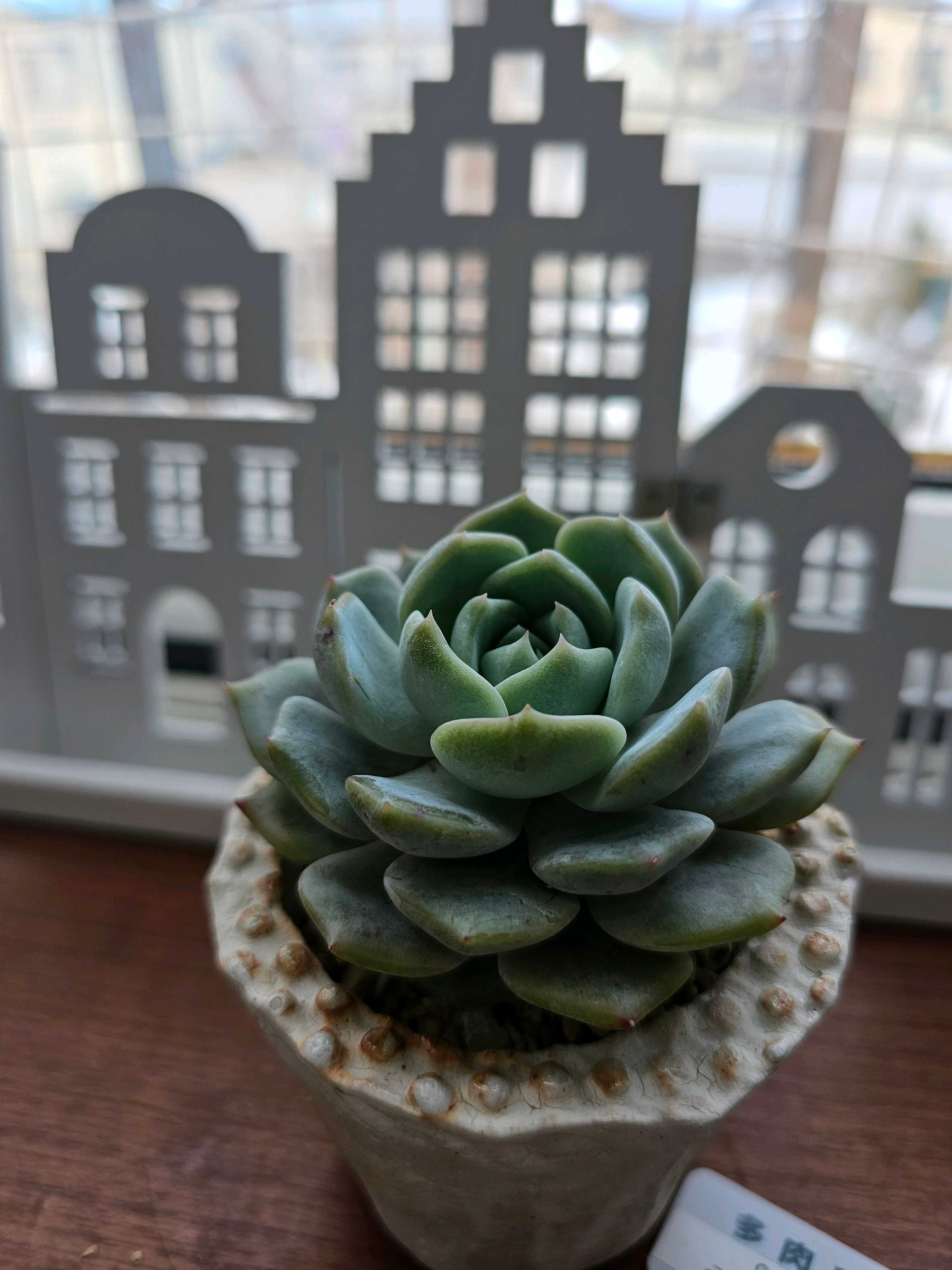 多肉アンさん苗✨リリス✕ラウイ❤️ 多肉アンさん苗✨リリス✕ラウイ❤️ 多肉アンさん苗✨リリス✕ラウイ