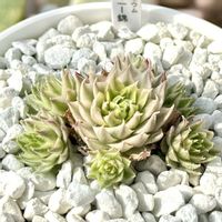 センペルビウム メテニアナム錦,センペルビウム メッテニー錦,成長記録 メテニアナム錦,神奈川タニラー,多肉男子の画像