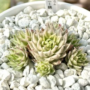 センペルビウム メテニアナム錦,センペルビウム メッテニー錦,成長記録 メテニアナム錦,神奈川タニラー,多肉男子の画像