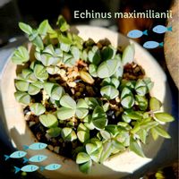 碧魚連,エキノス 碧魚連,ドルフィンネックレス,碧魚連(へきぎょれん),ブラウンシア  碧魚連の画像