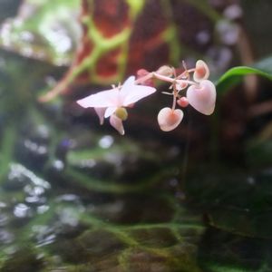 ベゴニア,観葉植物,鉢植え,テラリウム,ガーデニングの画像