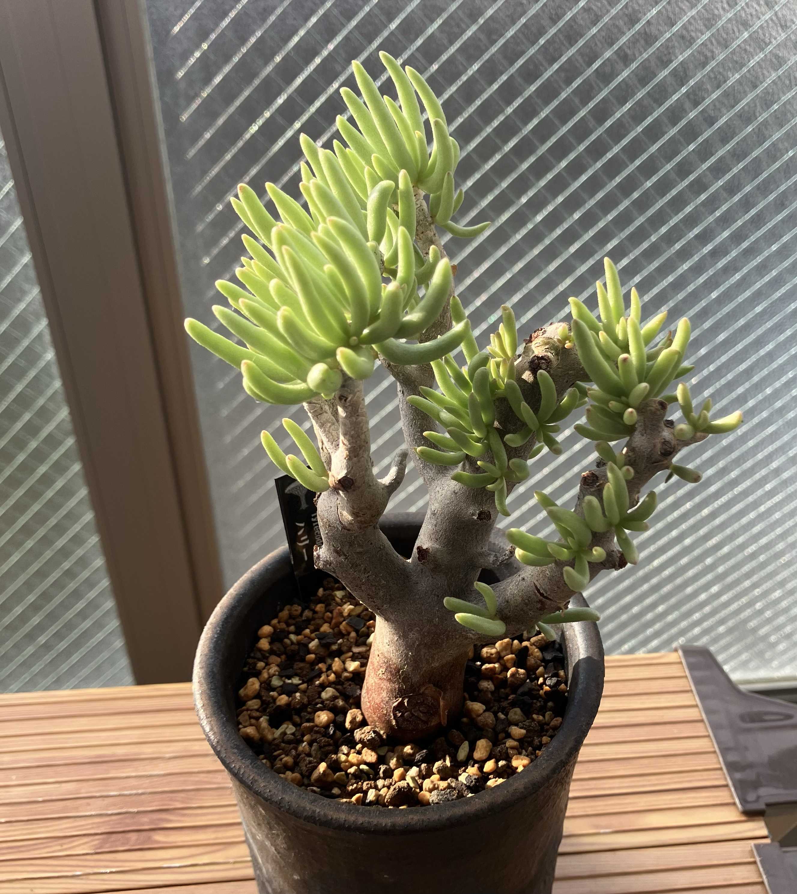 チレコドン ハリーの一覧｜🍀GreenSnap（グリーンスナップ）