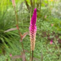 ノゲイトウ,野鶏頭,多年草,季節の花,道端の画像